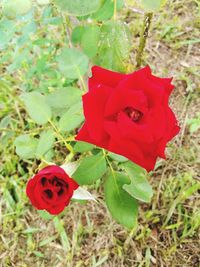 Close-up of red rose blooming outdoors