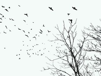 Low angle view of birds flying in sky