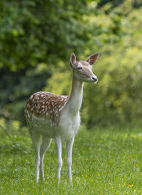 Deer standing in a field