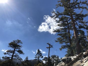 Low angle view of trees against sky