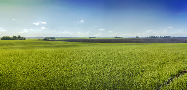 Scenic view of agricultural field against sky
