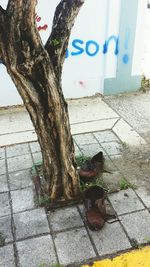 Close-up of tree
