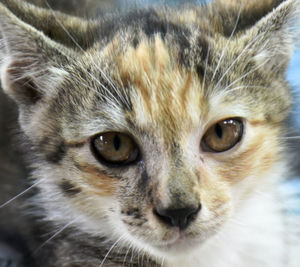 Close-up portrait of a cat