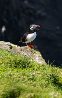 Bird perching on a field