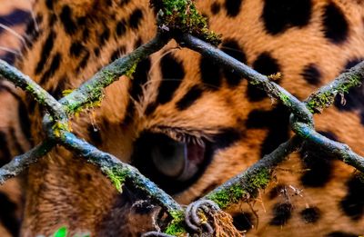 Close-up of cat in zoo