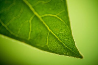 Close-up of leaf