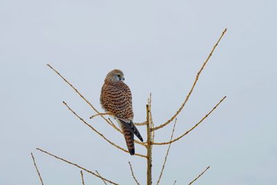 Low angle view of eagle perching on branch
