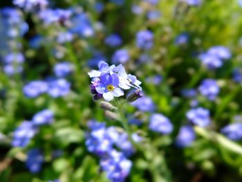 Close-up of purple flowers