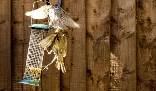 Directly above shot of animal hanging on wood