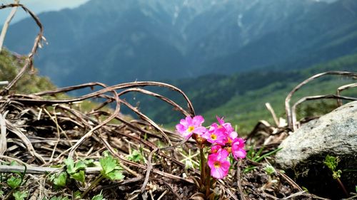 Close-up of flowers against mountain