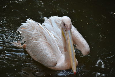 Close-up of swan swimming in lake