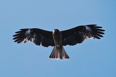 Low angle view of eagle flying against the sky