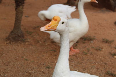 Close-up of a bird on land