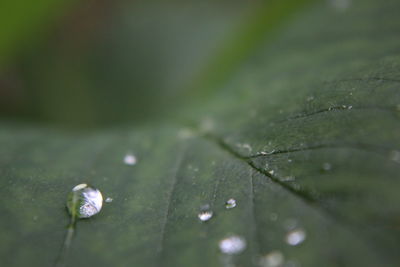 Close-up of water drops on leaf