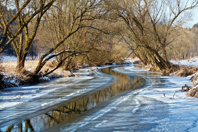 Bare trees by river stream during winter