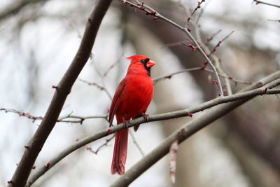 Bird perching on branch