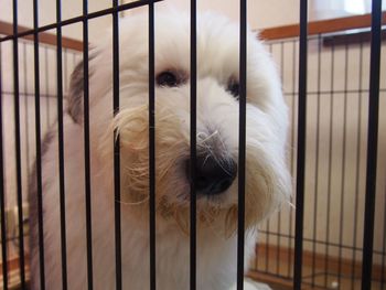 Close-up of rabbit in cage