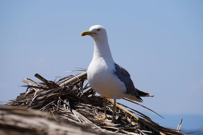 Low angle view of seagull perching on nest against sky