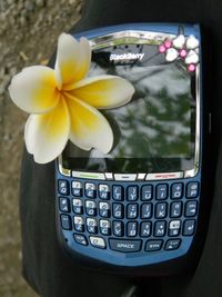 High angle view of white flowering plants