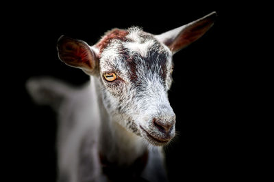 Close-up of kid goat against black background