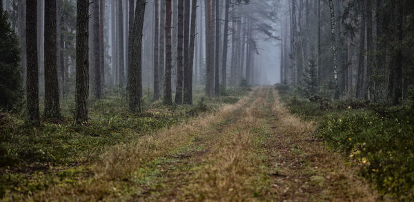 Dirt road amidst trees in forest