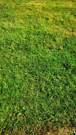 Full frame shot of grassy field