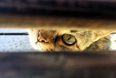 Close-up of a cat