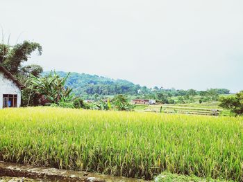 paddy field