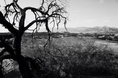 Bare trees on landscape against sky