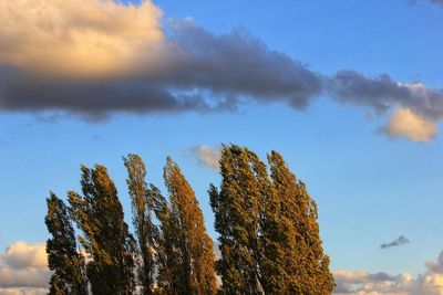 Low angle view of trees against sky during sunset