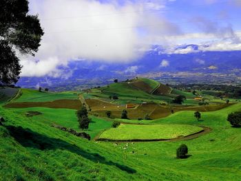 Scenic view of agricultural field against sky