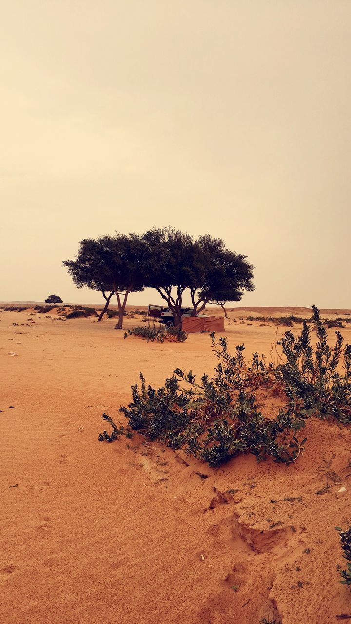 nature, sand, beach, tree, tranquility, water, sea, sunset, beauty in nature, scenics, tranquil scene, no people, sky, growth, outdoors, horizon over water, day