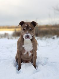 Portrait of dog standing on snow field against sky