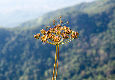 Close-up of wilted flowering plant