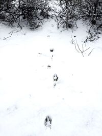 Close-up of snow on tree during winter