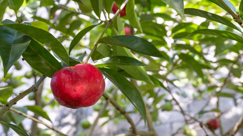 Close-up of red berries growing on tree