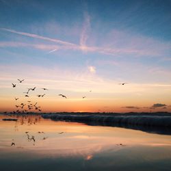 Bird flying over sea