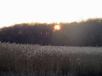 Scenic view of field against clear sky during winter