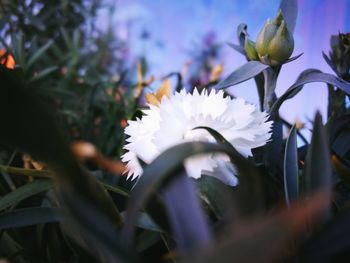 Close-up of fresh flowers blooming outdoors