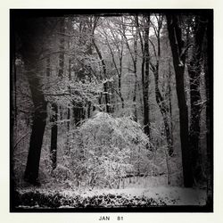 Bare trees in forest