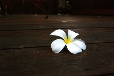 Close-up of white flower on table