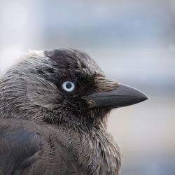 Close-up of a bird