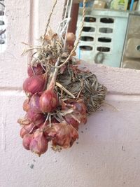 Close-up of wilted plant against wall