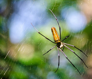 Close-up of spider on web