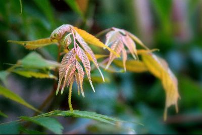 Close-up of plant against blurred background