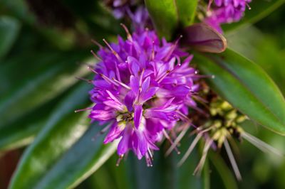 Close-up of purple flowering plant