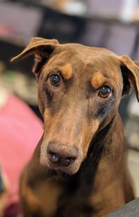 Close-up portrait of dog