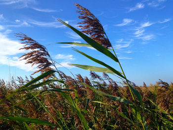 Low angle view of plants growing on field against sky