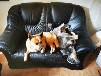Australian cattle dog on the black couch