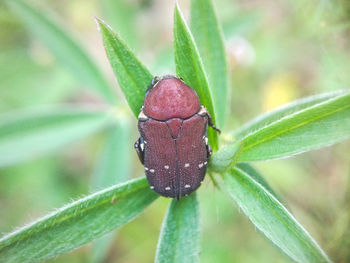 Close-up of insect on plant